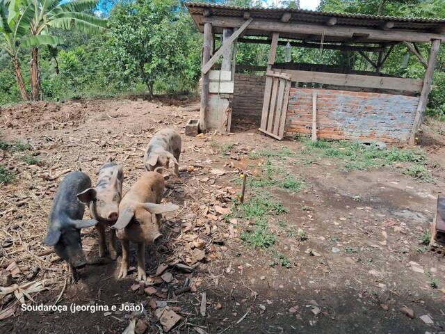 #24 - Chácara para Venda em Vitor Meireles - SC - 3